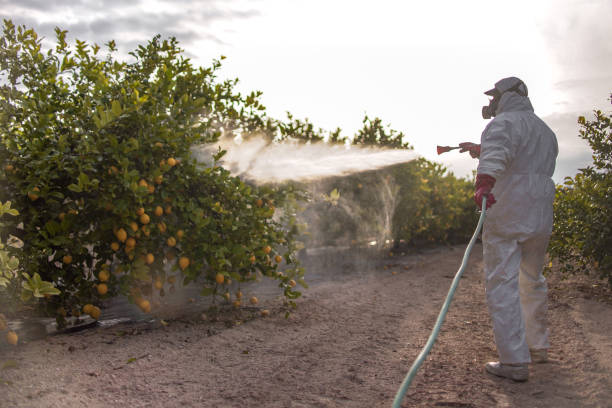 Best Bed Bug Extermination  in Orange, TX