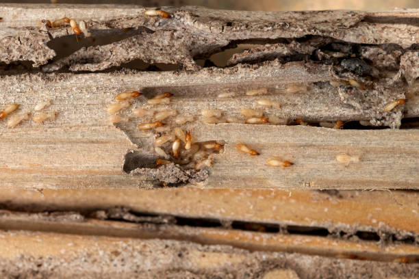 Pest Control for Restaurants in Orange, TX